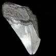 Partial, Megalodon Tooth - Georgia #56688-1